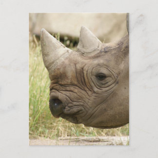 Carte Postale gros plan rhinocéros