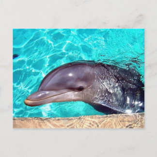 Carte Postale Gros plan sur le dauphin