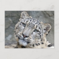 Gros plan sur le visage du léopard des neiges