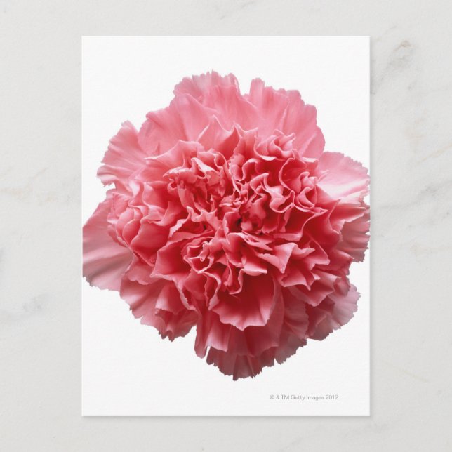 Carte Postale Gros plan sur l'oeillet rose (Devant)