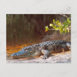 Carte Postale Gros plan sur un alligator américain au J.N.