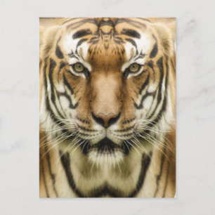 Carte postale Gros plan tigre