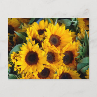 Carte Postale Gros tournesols géants