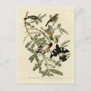 Carte Postale Grosbeak à poitrine rose, Oiseaux d'Amérique d'Aud