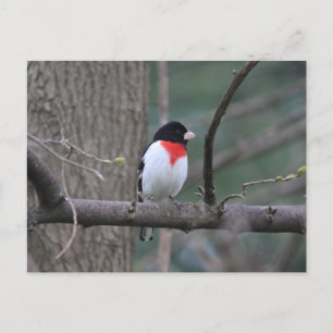 Carte Postale Grosbeak à poitrine rouge