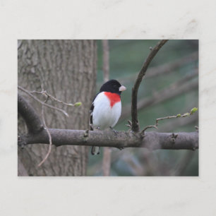 Carte postale Grosbeak à poitrine rouge