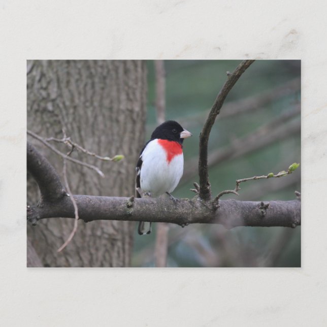 Carte postale Grosbeak à poitrine rouge (Devant)