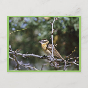 Carte Postale Grosbeak à tête noire perché sur le membre de l'ar