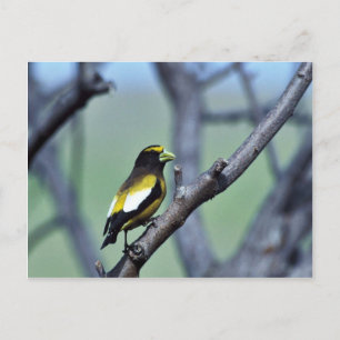 Carte Postale Grosbeak du soir