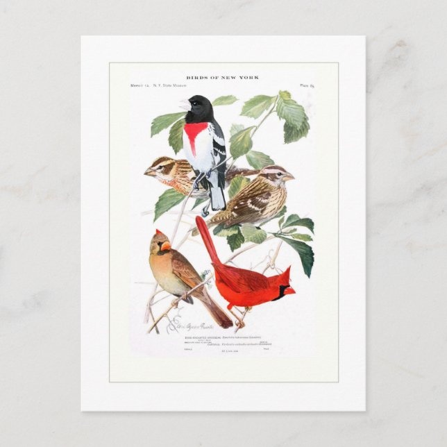 Carte Postale Grosbeak et Cardinal (Devant)