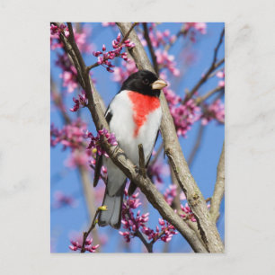 Carte Postale Grosbeak - poitrine Rose IV