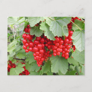 Carte Postale Groseilles rouges sur la plante. Feuilles vertes.