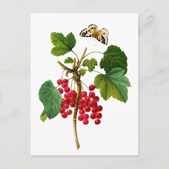Carte Postale Groseillier Rouge par Pierre Joseph Redoute (Devant)