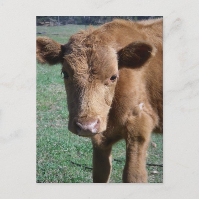 Carte postale Grote Calf (Devant)