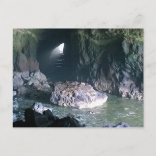 Carte Postale Grotte de lion de mer, OU