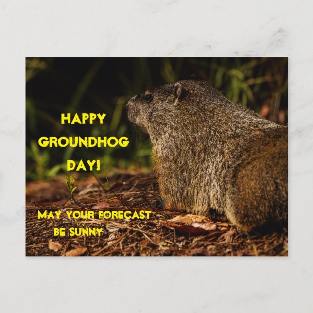 Carte Postale Groundhog Sunny (Devant)