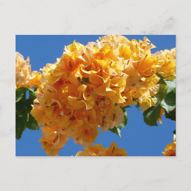 Carte Postale Groupe de bougainvilliers d'or Floral (Devant)