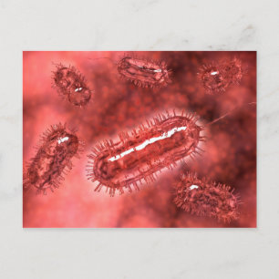 Carte Postale Groupe De Cellules Bactéries Escherichia Coli 2