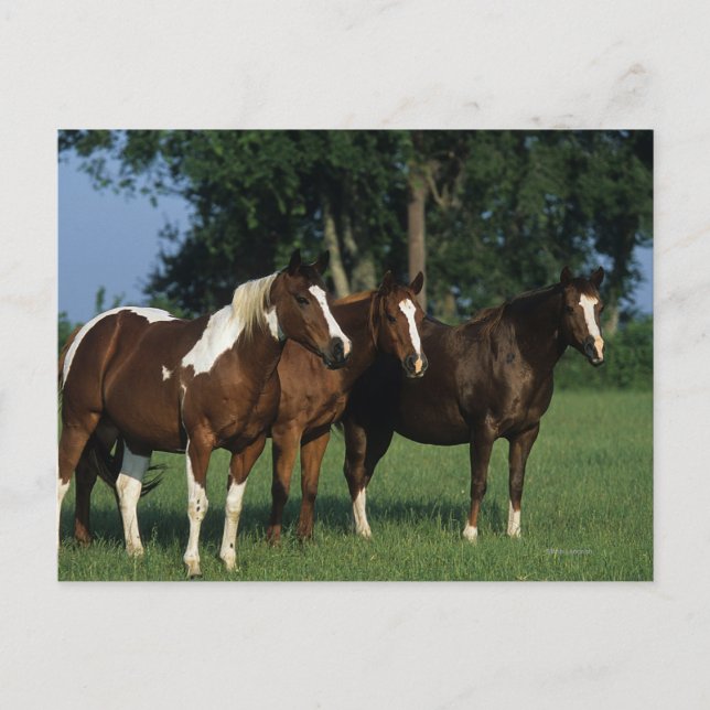 Carte Postale Groupe de Chevaux de Peinture debout (Devant)