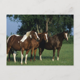 Carte Postale Groupe de Chevaux de Peinture debout