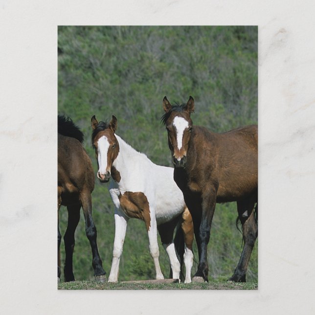 Carte Postale Groupe de Chevaux sauvages Mustang (Devant)
