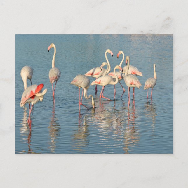 Carte Postale Groupe de flamants roses en Camargue (Devant)