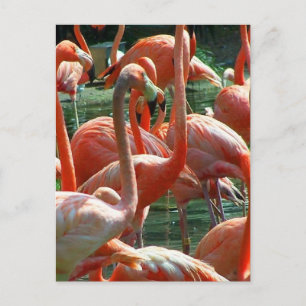 Carte Postale Groupe de flamants roses, image de beaucoup de fla