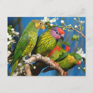 Carte Postale Groupe de Histoires