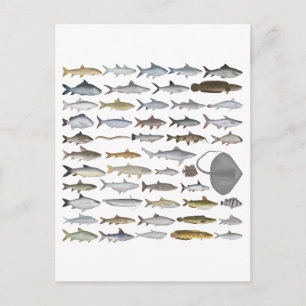 Carte Postale Groupe de poissons d'eau douce d'Asie du Sud