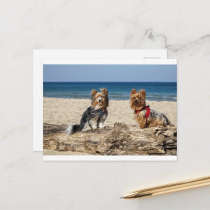 Carte Postale groupe de yorkshire-terrier sur la plage