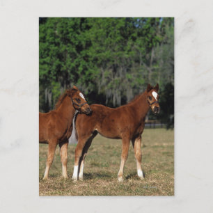 Carte Postale Groupe des poulains de Thoroughbred
