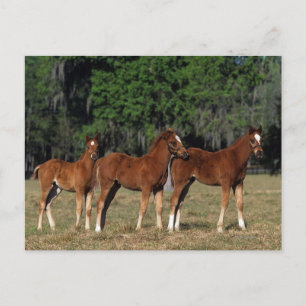 Carte Postale Groupe des poulains de Thoroughbred