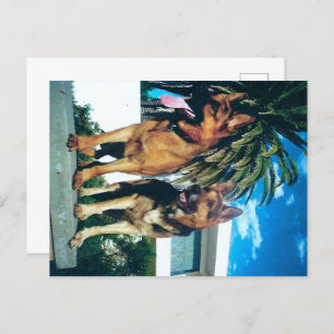 Carte Postale groupe german shepherd