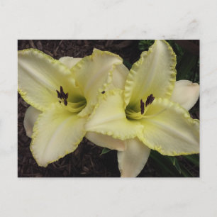 Carte Postale Groupe mariage - Daylily