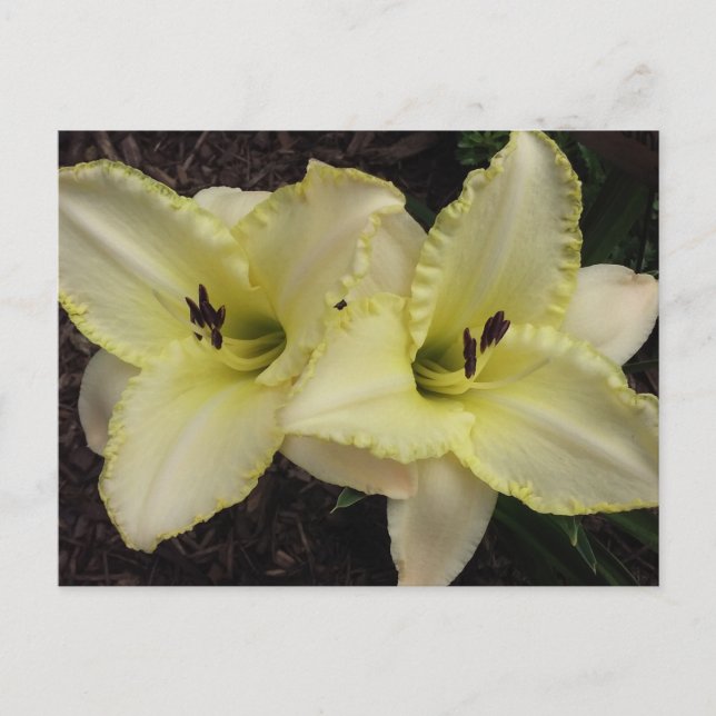 Carte Postale Groupe mariage - Daylily (Devant)