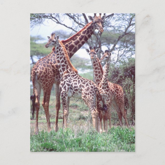 Carte Postale Groupe ou troupeau de girafes avec jeunes, Giraffa (Devant)