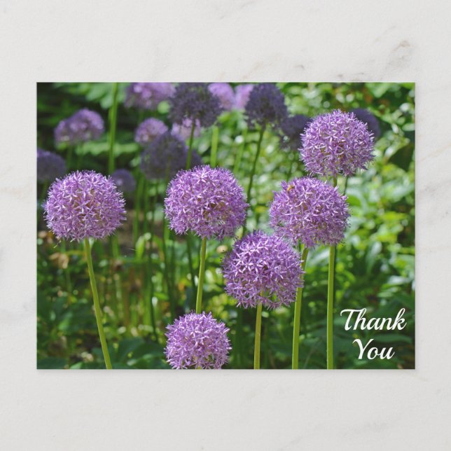 Carte Postale Groupe Violet de Fleurs d'Allium Merci (Devant)
