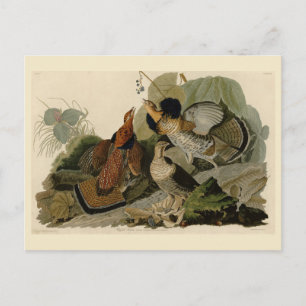 Carte Postale Grouse rouffé - d'Audubon's Birds of America