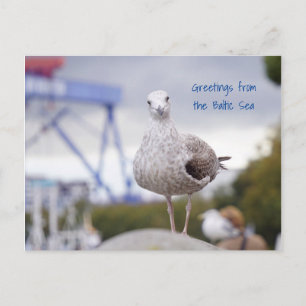 Carte Postale Grüasse von der Ostsee - Möwe