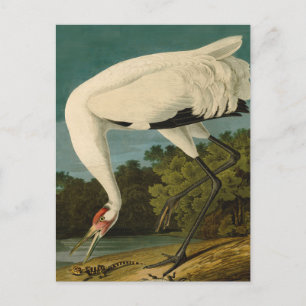 Carte Postale Grue blanche Audubon Peinture d'oiseaux