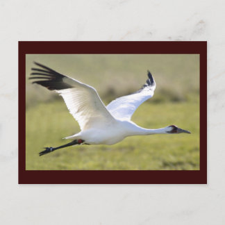 Carte Postale Grue blanche (Grus americana)