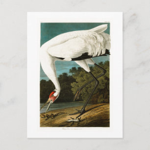 Carte Postale Grue blanche John James Audubon Oiseaux d'Amérique