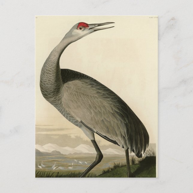 Carte Postale Grue de Sandhill d'Audubon's Birds of America (Devant)