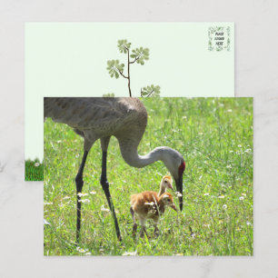 Carte Postale Grue de Sandhill et 2 Colts (poussin)