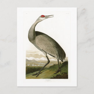 Carte Postale Grue de Sandhill John James Audubon Oiseaux d'Amér