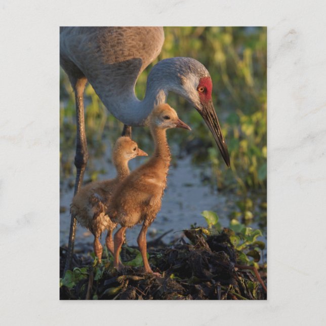 Carte Postale Grue du Canada avec poussins, Floride (Devant)