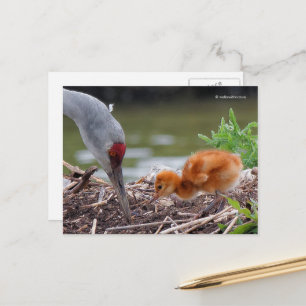 Carte Postale Grue du Grand Sandhill Père et enfant