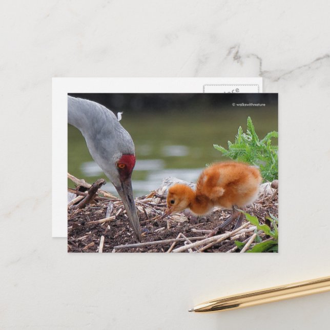 Carte Postale Grue du Grand Sandhill Père et enfant (Devant/Arrière en situation)