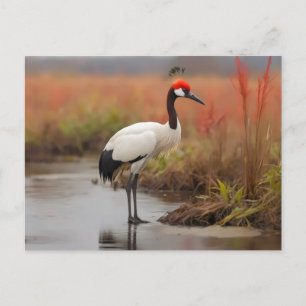 Carte Postale Grue Red Crowned debout sur l'eau
