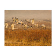 Grues au-dessus du champ d'or